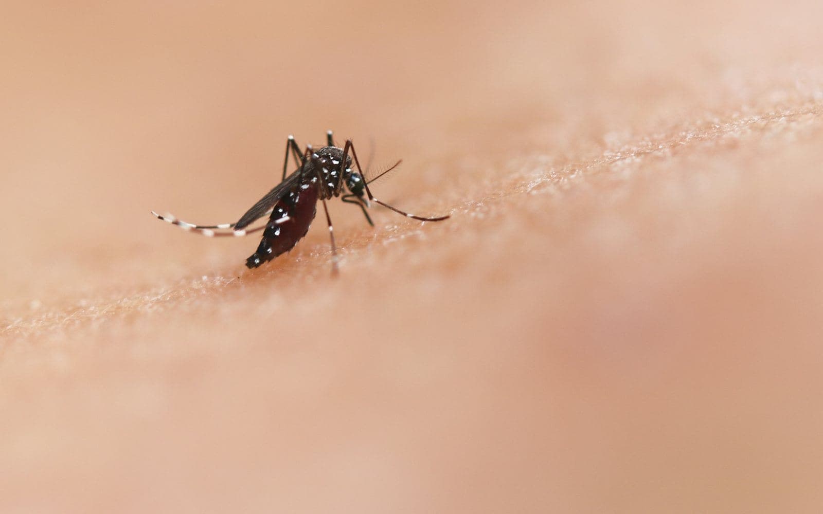 Virusul West Nile, sezon record în Europa: 1.715 cazuri și 130 de decese. Belgia a avut primele infectări locale