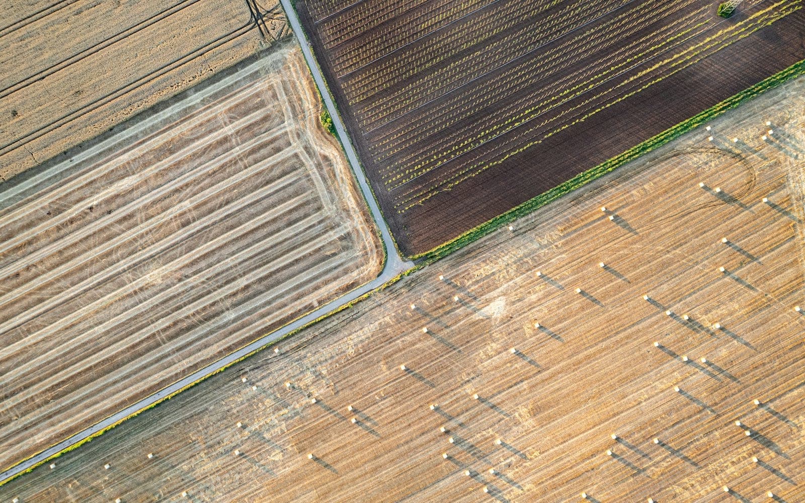 Investitori din Emiratele Arabe vor 10.000 de hectare de teren agricol în Moldova, dar statul nu le are. Iar programul Diaspora Invest a fost închis
